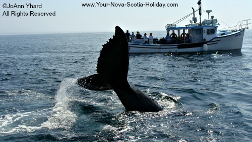 Whale Watching Season in Nova Scotia