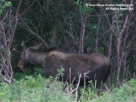 A moose sighting while cycling the Cabot Trail in the Cape Breton Highlands National Park in Cape Breton