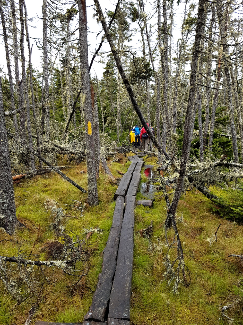 The trail cuts through the forest as it makes its way to the cliffs and the look-offs. Damage caused by the many coastal storms is easily apparent.