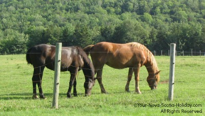 Horses grazing in the Margaree Valley