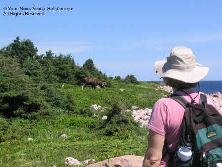 Moose on the trail!!