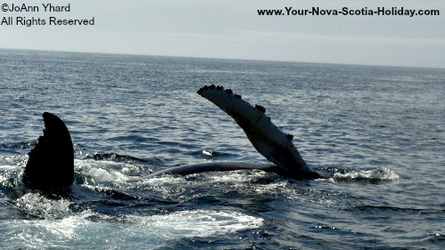 Whale Watching in Nova Scotia