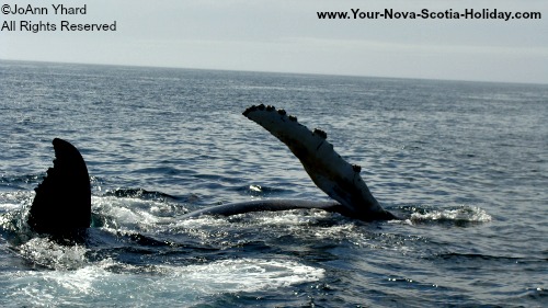 Whale Watching Season in Nova Scotia