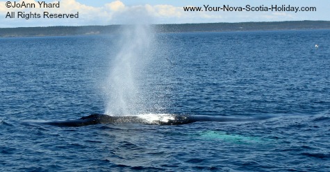 Whale watching in Nova Scotia, Canada