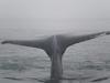 Whale watching in the fog in Nova Scotia.