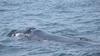 Our right whale from the Bay of Fundy studying us!