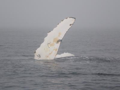 We were able to identify this whale as being 