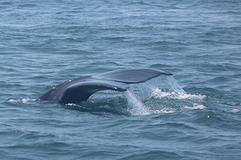 Right Whale on the Bay of Fundy