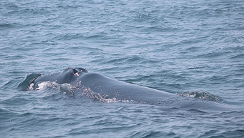 Our right whale from the Bay of Fundy studying us!