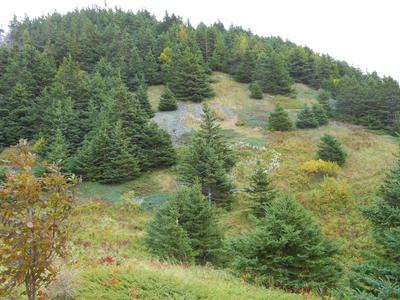 nearing the top of steep mountain in Mabou Highlands