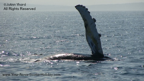 A whale saying hi to the tourists in Nova Scotia.