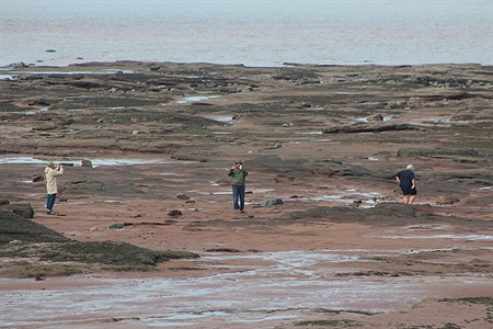 You can literally walk on the ocean floor at Burntcoat Head.  These folks are quite far from shore.  An awesome place!