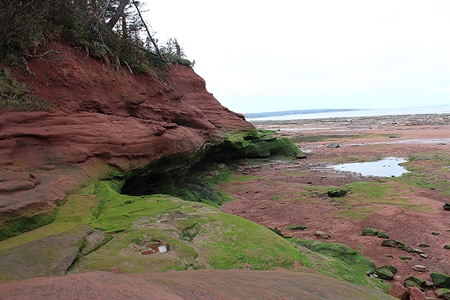 The Bay of Fundy is a very fertile area and the land surrounding it is extremely rich.  The green moss that we see at low tide at Burntcoat Head reflects this richness.