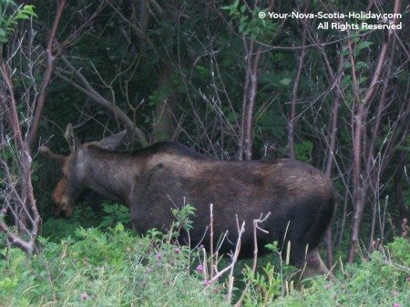 A moose sighting while cycling the Cabot Trail in the Cape Breton Highlands National Park in Cape Breton