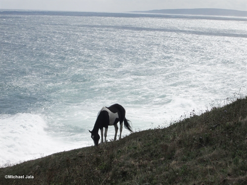 A gorgeous image of a lone wild horse against the backdrop of the Atlantic ocean on the Money Point hiking trail in northern Cape Breton.