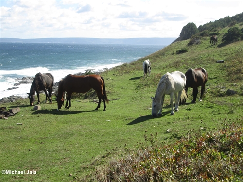 Yes, there are beautiful wild horses at Money Point.