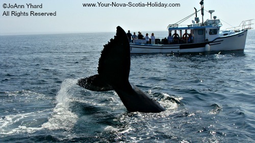 Whale Watching in the Bay of Fundy, Nova Scotia.