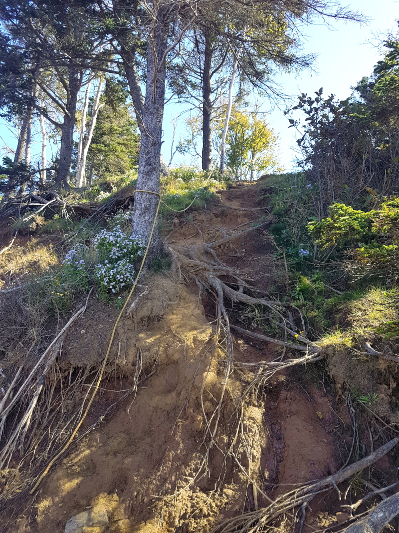 These ropes along the Economy trail in the Thomas Cove trail system will help you get down to the red sandstone rocks and to get back up again.