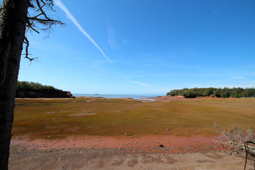 A fertile lush marshland is seen at low tide.  This is on the trail leading to the Headlands trail at Thomas Cove.