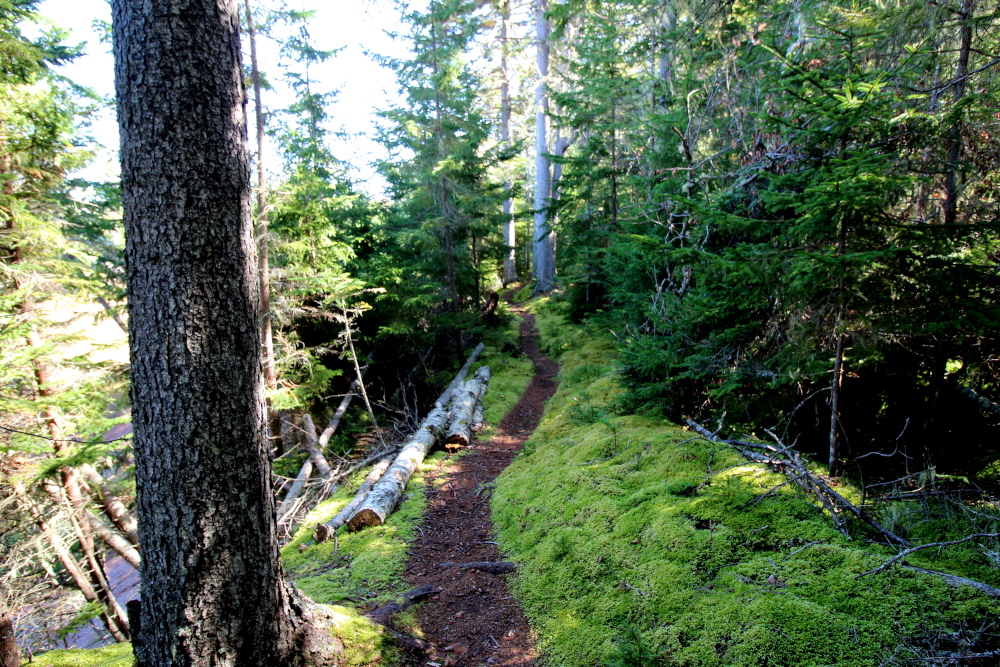Part of the Headlands trail which leads to another awesome view at Thomas Cove