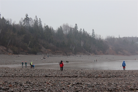 The beach at Wasson Bluff along the Bay of Fundy in Nova Scotia.  Rich in fossils and minerals.
