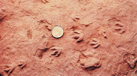 These are the world’s smallest dinosaur tracks found at Wasson Bluff (Nova Scotia) in 1984. It was a 3-toed footprint made by a theropod dinosaur about the size of a robin.